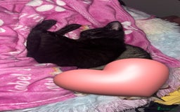 Mixed Breed cats for sale: Black 12 week old kitten loving beautiful girl - Image 5