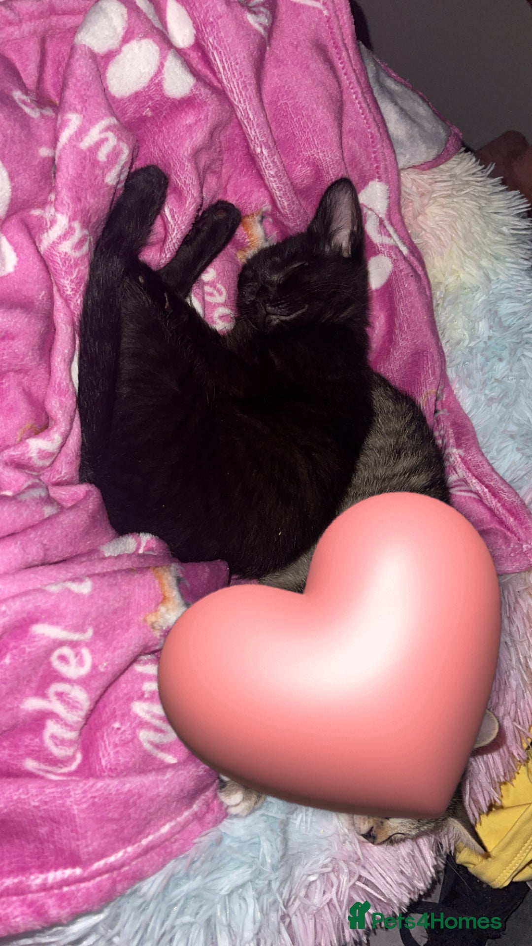 Mixed Breed cats for sale: Black 12 week old kitten loving beautiful girl - Image 5