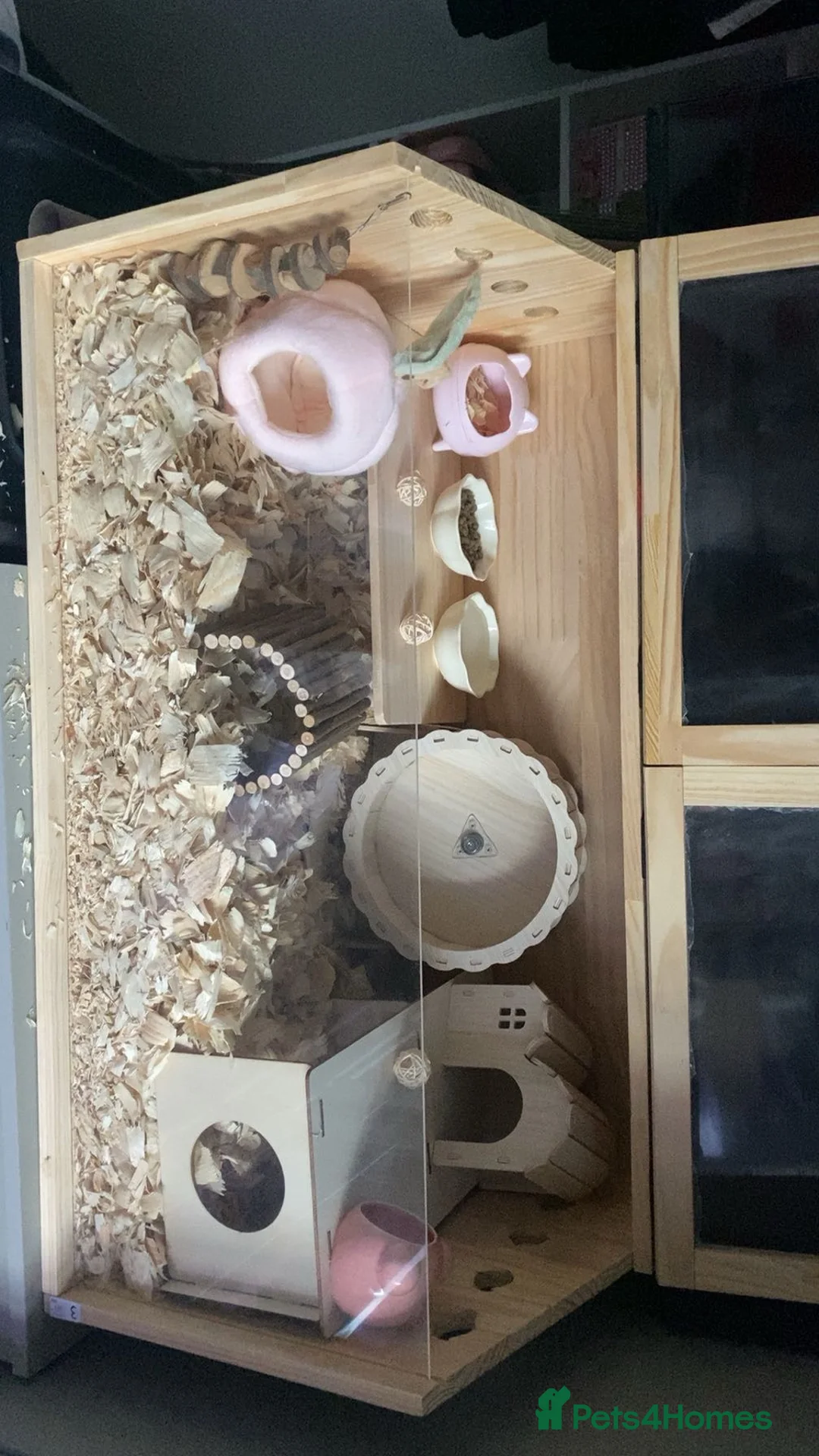 Mouse rodents for sale: 3 Fancy Mice For Sale - Advert 5