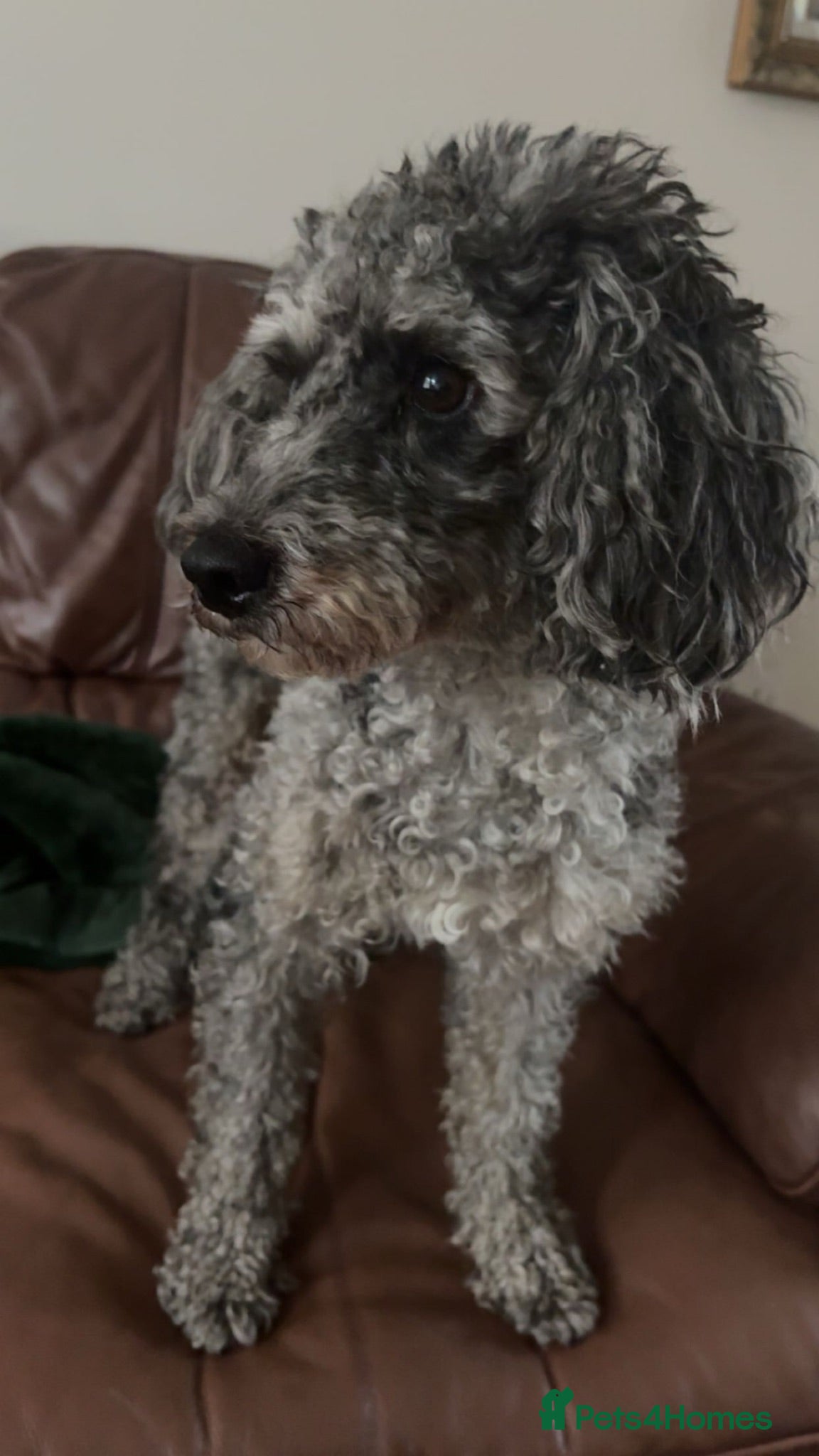 Cockapoo dogs Gorgeous Curly F1bb Cockapoos - Advert 2