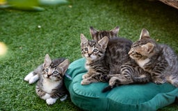 Bengal cats for sale: Gorgeous kittens, Wild-Patterned, Stunning Looks - Image 7
