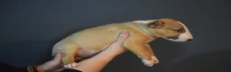 Bull Terrier dogs for sale: Quality Bull Terrier Puppies - Advert 3