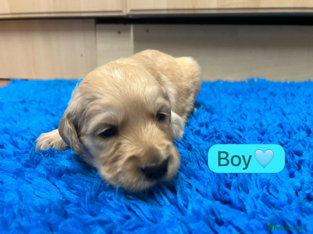 Golden Retriever dogs for sale: Gorgeous KC registered golden retriever puppies - Advert 19