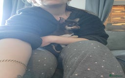 Chihuahua dogs for sale: Chihauhua Female For Sale  - Image 10