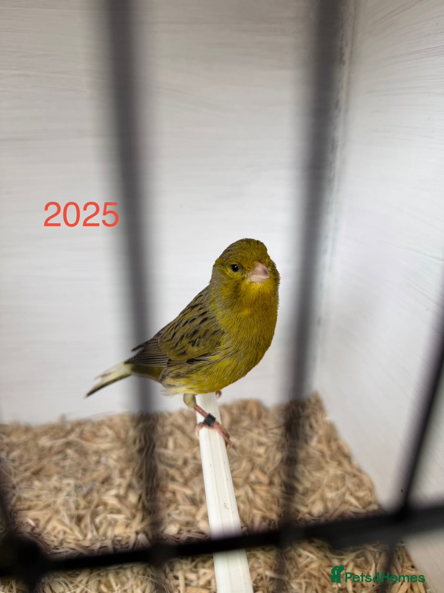 Canaries birds Cock canary for sale 2025 bird  - Advert 1