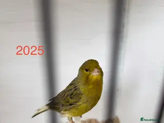 Canaries birds Cock canary for sale 2025 bird - Advert 1