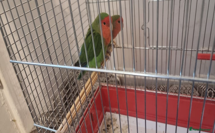 Lovebirds birds - Advert 1