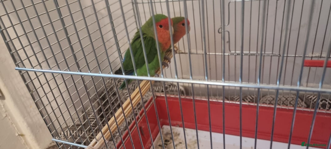 Lovebirds birds for sale: lovebird - Image 1