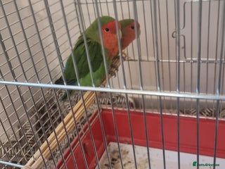 Lovebirds birds - Advert 1