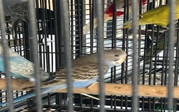 Budgerigars birds for sale: Various Stunning Mixed Baby Budgies  - Image 2