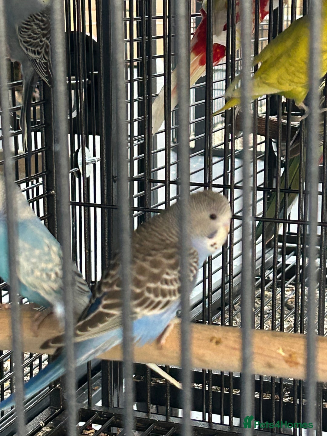 Budgerigars birds for sale: Various Stunning Mixed Baby Budgies  - Image 2