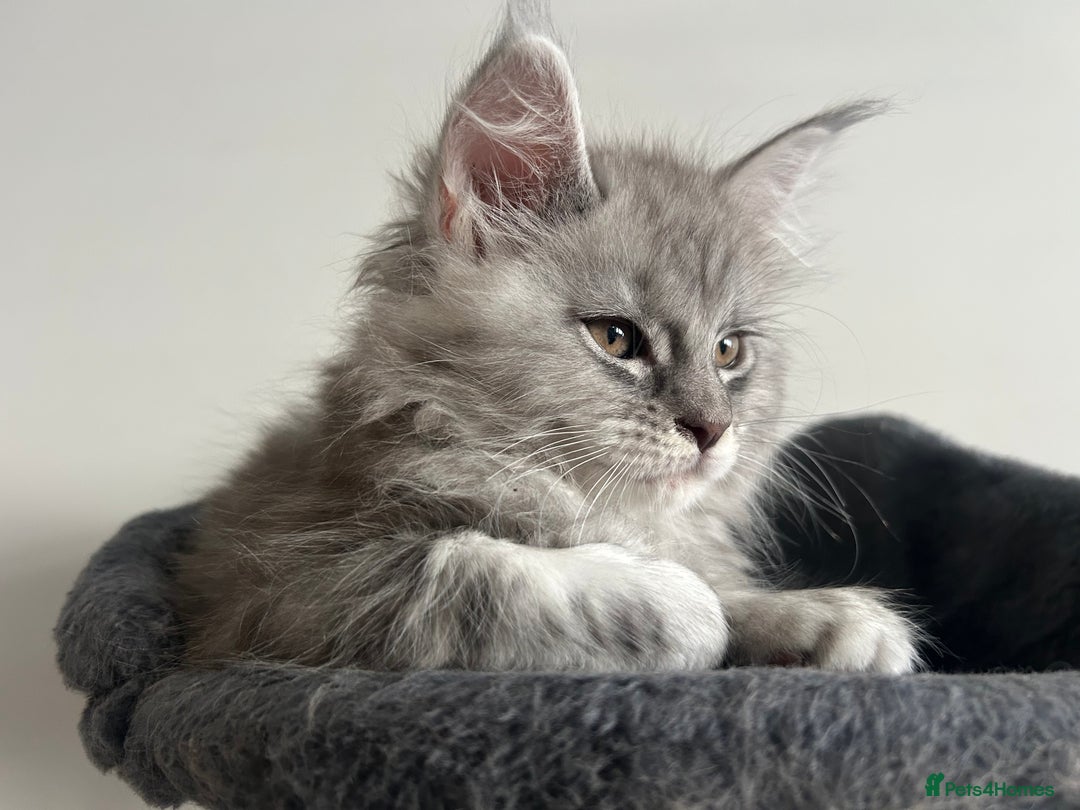 Maine Coon cats for sale: Pedigree Massive TICA Registered Maine Coon Large - Advert 1