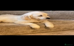 Golden Retriever dogs for sale: White Golden Retriever  - Image 11