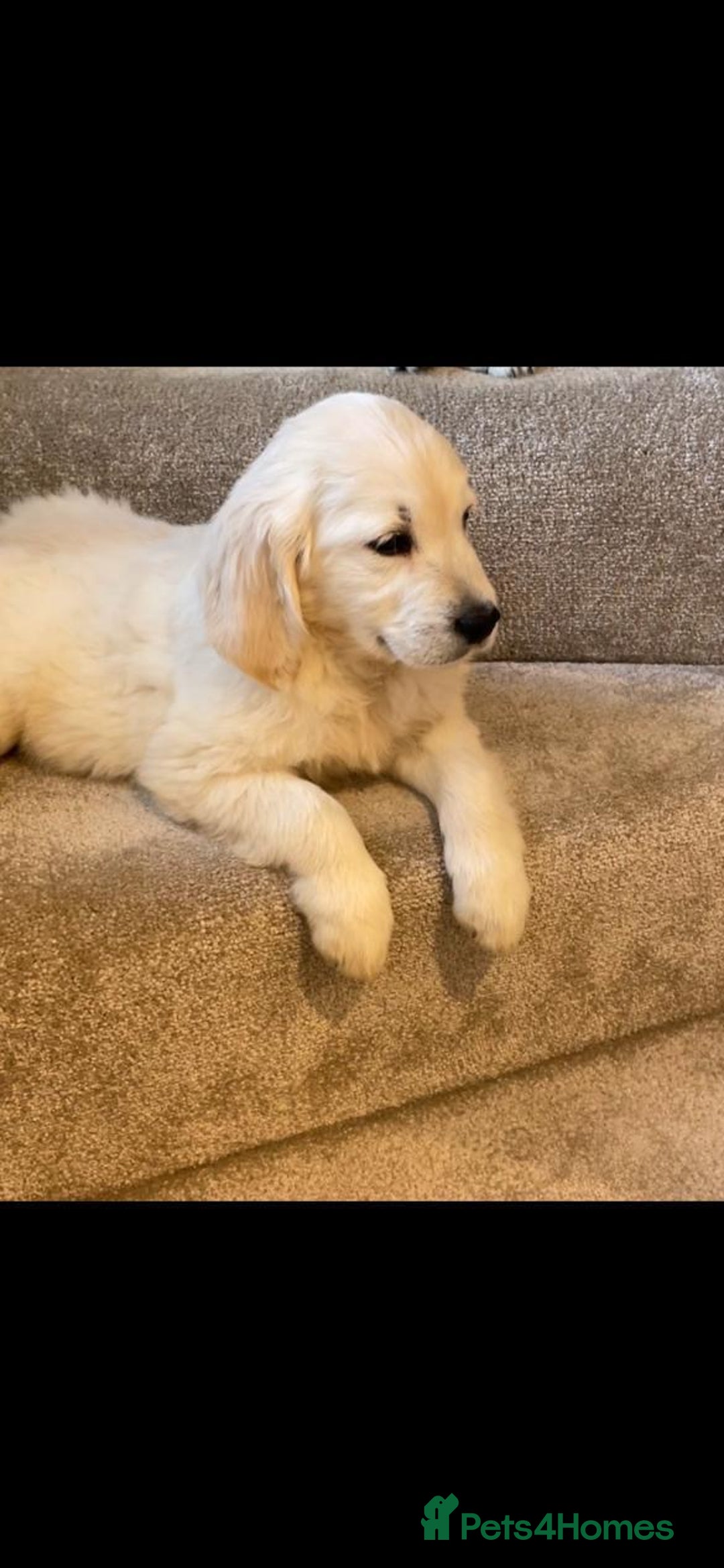 Golden Retriever dogs for sale: White Golden Retriever  - Image 11