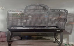Budgerigars birds for sale: 2 budgies & cage - Image 4
