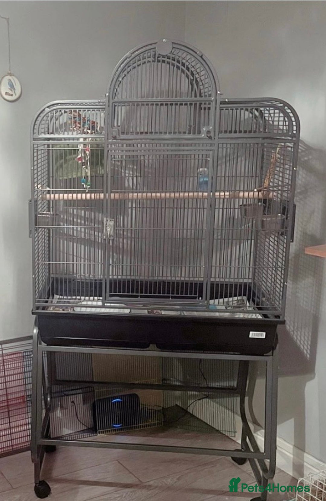 Budgerigars birds for sale: 2 budgies & cage - Image 4