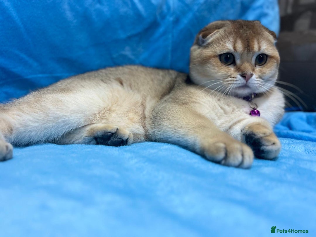 Scottish Fold cats for sale: Scottish Fold Kittens  - Advert 5