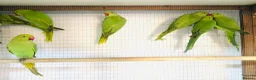 Ringnecks birds for sale: Beautiful young Indian ringneck parrots for sale. - Advert 4