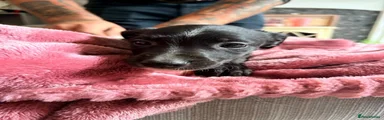Lurcher 6