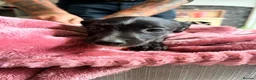 Lurcher dogs for sale: Lurcher  - Advert 7