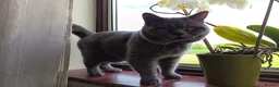 British Shorthair cats for stud: Blue British Shorthair stud, GCCF active - Advert 7