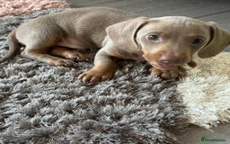 Miniature Dachshund dogs for sale: Isabella Miniature Dachshund Puppy - Image 6