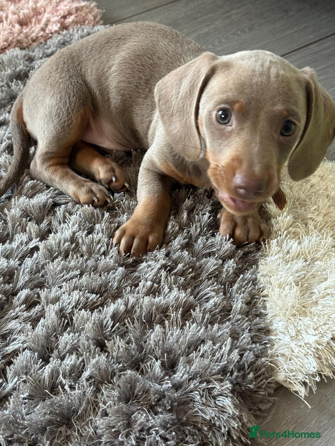 Miniature Dachshund dogs for sale: Isabella Miniature Dachshund Puppy - Image 6