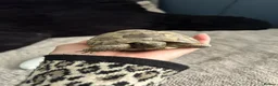 Tortoise reptiles for sale: Spur-thighed tortoise (testudo graeca)  in Hitchin - Advert 1