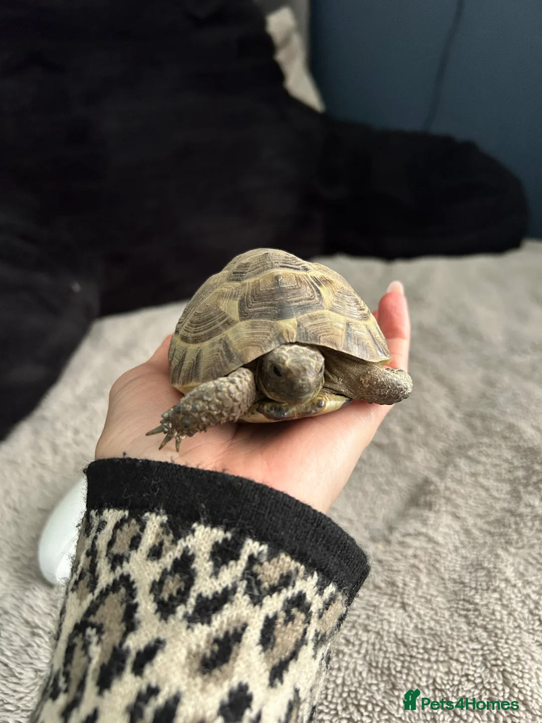 Tortoise reptiles for sale: Spur-thighed tortoise (testudo graeca)  in Hitchin - Advert 1
