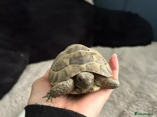 Tortoise reptiles Spur-thighed tortoise (testudo graeca) - Advert 2