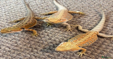 Bearded Dragon reptiles - Advert 6