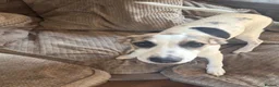 Mixed Breed dogs for sale: 4 month old mixed breed female pup for sale  - Advert 2