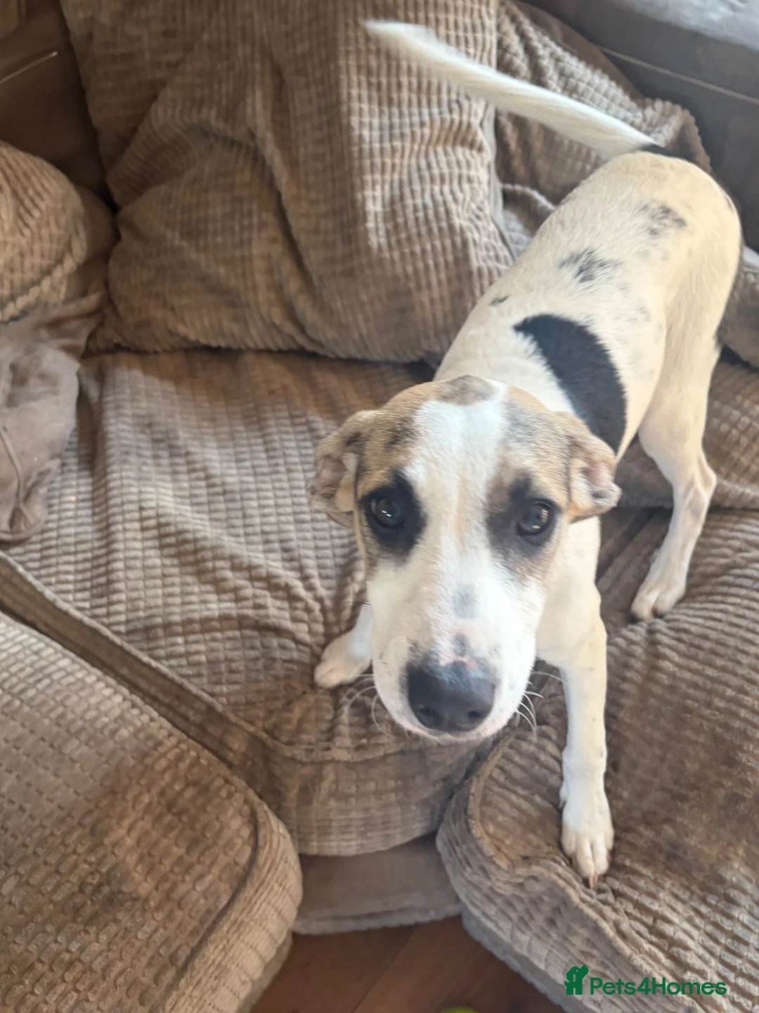 Mixed Breed dogs for sale: 4 month old mixed breed female pup for sale  - Advert 2