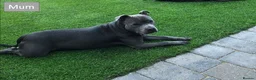 Staffordshire Bull Terrier dogs for sale: Blue Staffordshire Bull Terrier Pups Family Raised - Advert 2