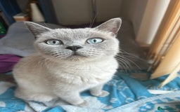British Shorthair cats for sale: Stunning British Blue Short Hair Kittens - Image 5
