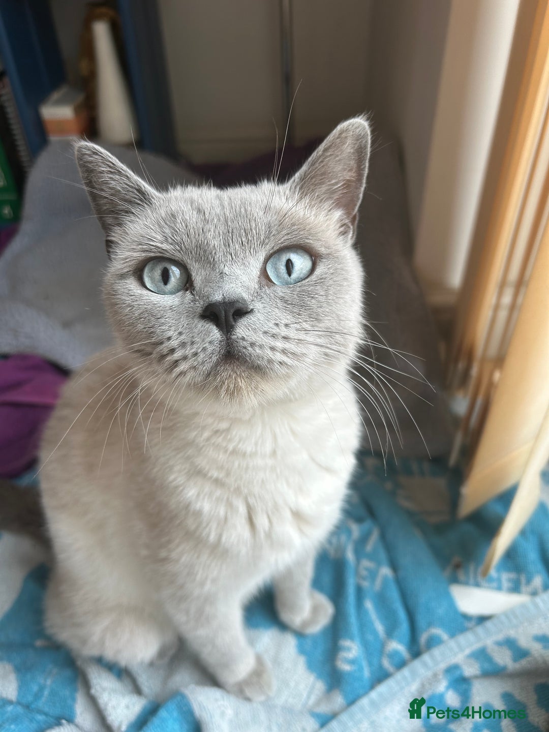 British Shorthair cats for sale: Stunning British Blue Short Hair Kittens - Image 5