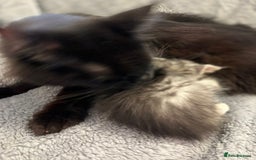 Maine Coon cats for sale: Maine coon kittens black grey brown tabby ready - Image 7