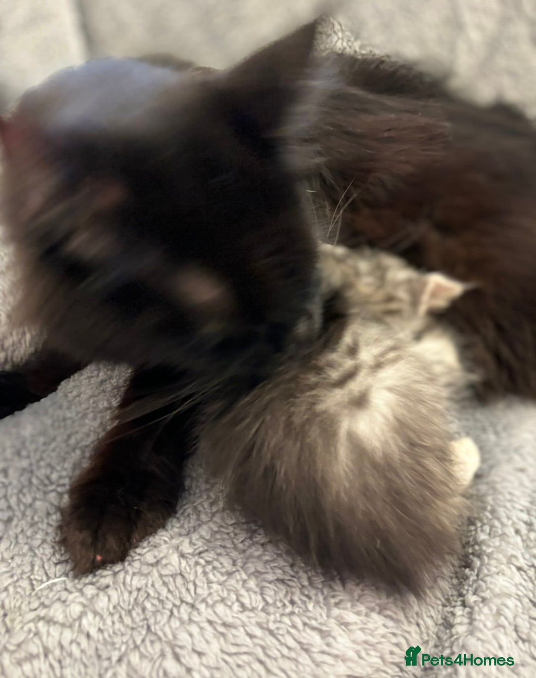 Maine Coon cats for sale: Maine coon kittens black grey brown tabby ready - Image 7