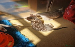 Bengal cats for sale: TICA Family-raised Bengal Kittens Vet Checked - Image 25