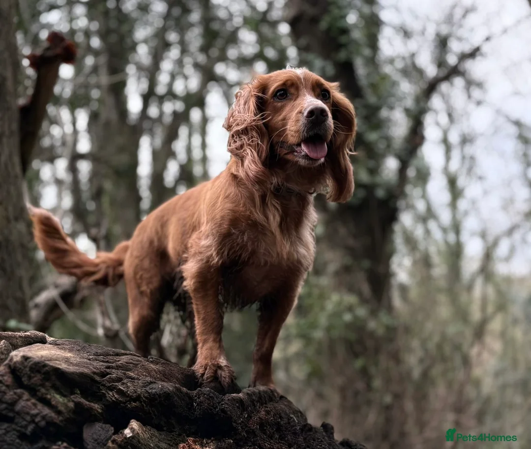 Cocker Spaniel dogs for sale: KC Reg Working Cocker Spaniel Puppies – Ready Soon - Advert 2