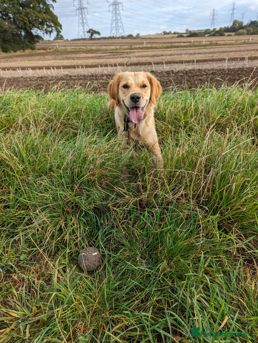 Golden Retriever dogs for sale: Kennel Club Registered Golden Retriever Puppies  - Advert 4
