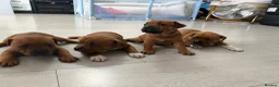Staffordshire Bull Terrier dogs for sale: 🐾Beautiful Red Staffy Puppies - 2 boys 2 girls 🐾 in Belvedere - Advert 10