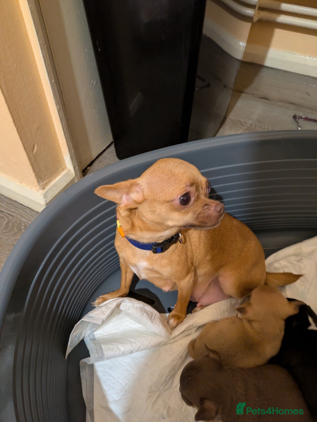 Chihuahua dogs for sale: Mini Čivava - Image 6