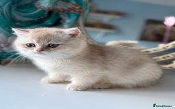 British Shorthair cats for sale: 🌟Adorable Pure BSH 5 kittens 🌟 - Image 19
