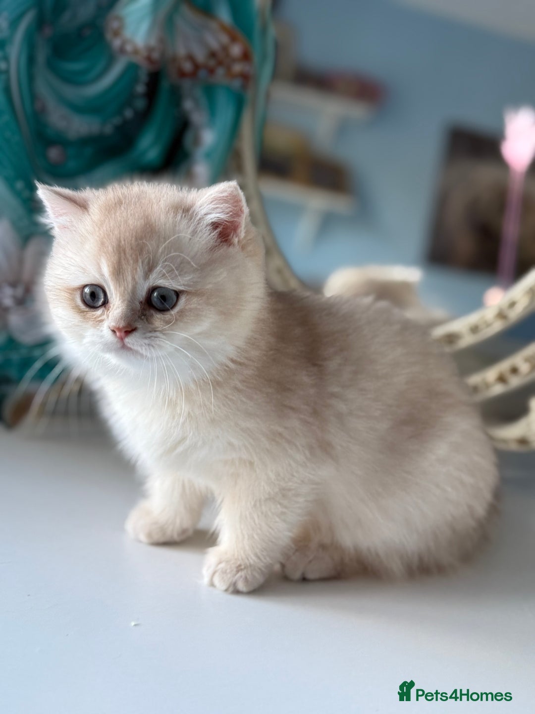 British Shorthair cats for sale: 🌟Adorable Pure BSH 5 kittens 🌟 - Image 19