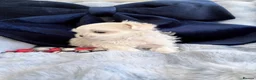 Maltese dogs for sale: 🩵Beautiful korean doll face puppies 🩷 - Advert 3