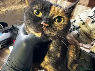 Mixed Breed cats Emilie for adoption - Advert 1