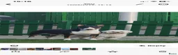 English Bull Terrier dogs for stud: Tri coloured bull terrier for studding (CHAOS) in Cowdenbeath - Advert 3