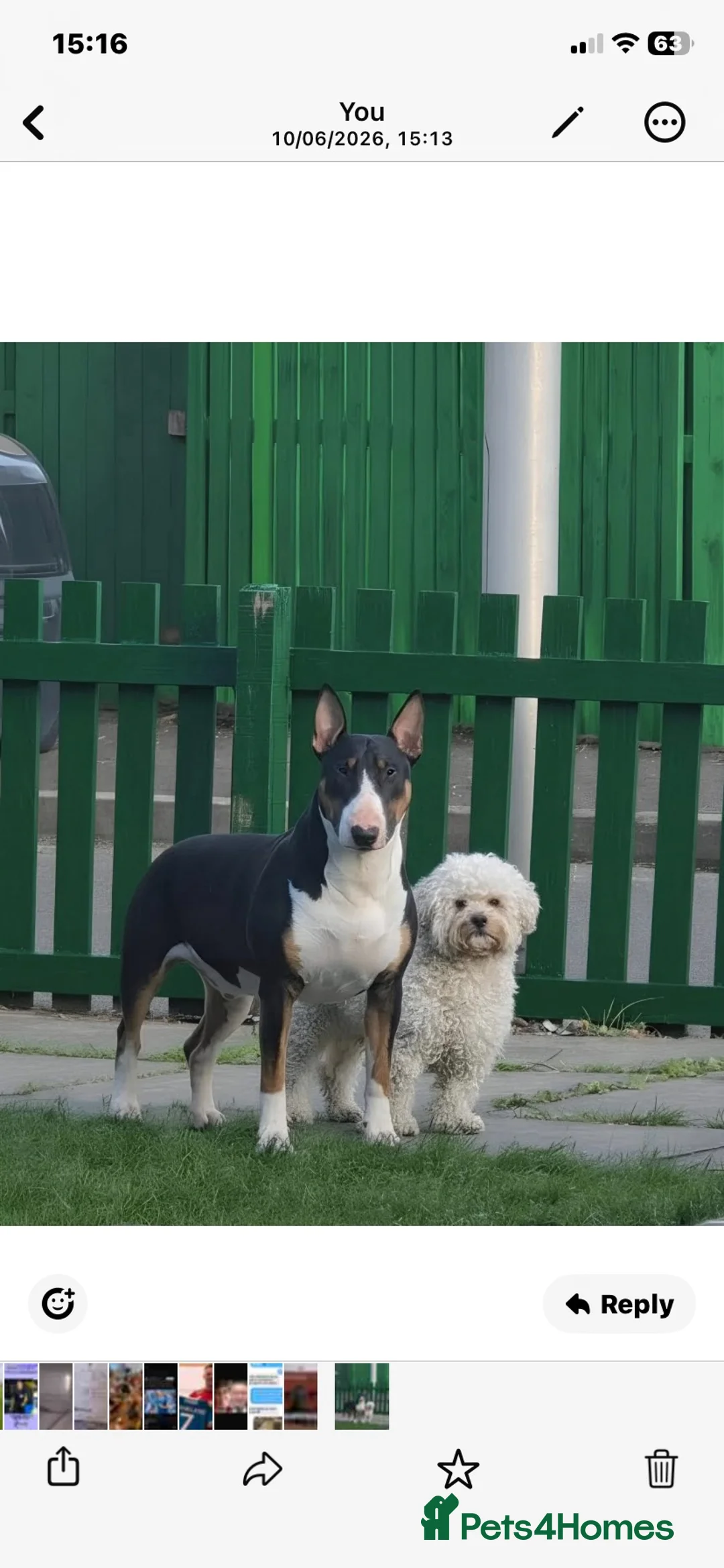 English Bull Terrier dogs for stud: Tri coloured bull terrier for studding (CHAOS) in Cowdenbeath - Advert 3