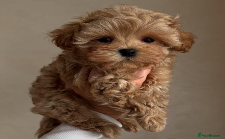 Maltipoo dogs - Advert 2